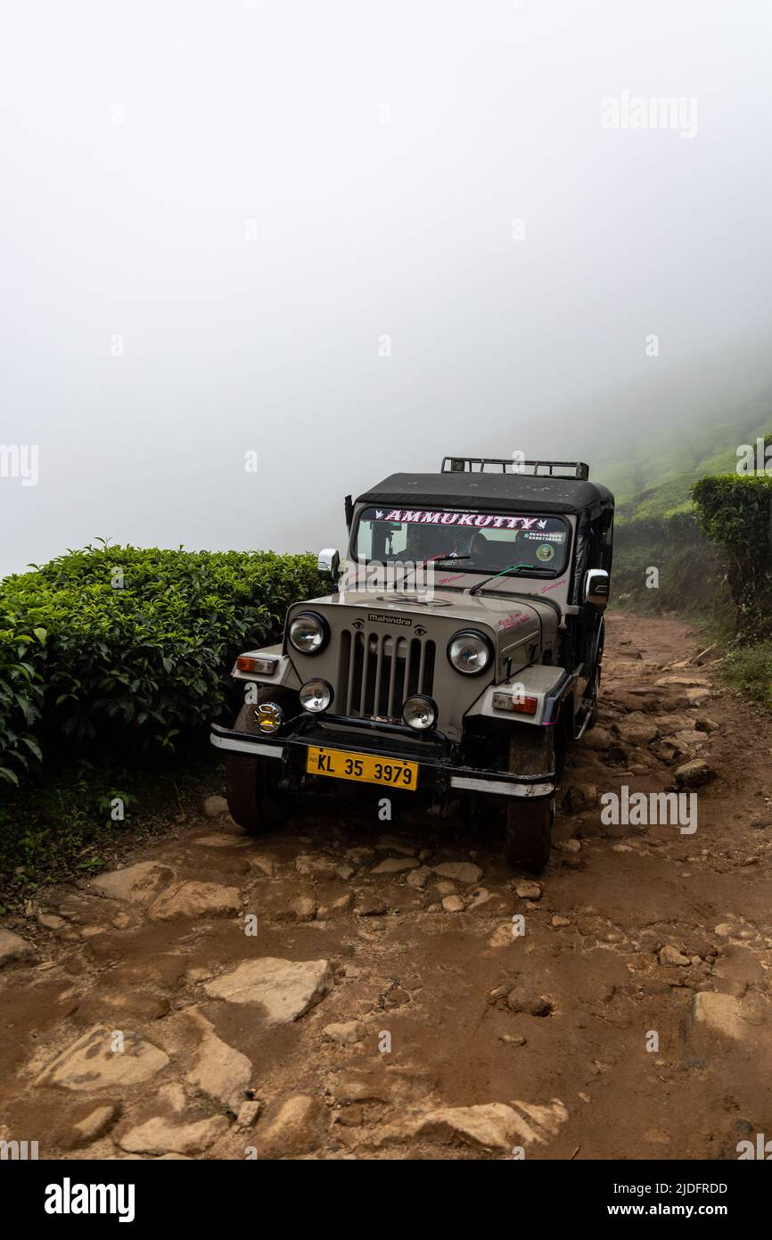 Jeep safari on a narrow off-road trail through world’s highest elevation tea plantation at Kolukkumalai, Munnar, Kerala, India Stock Photo