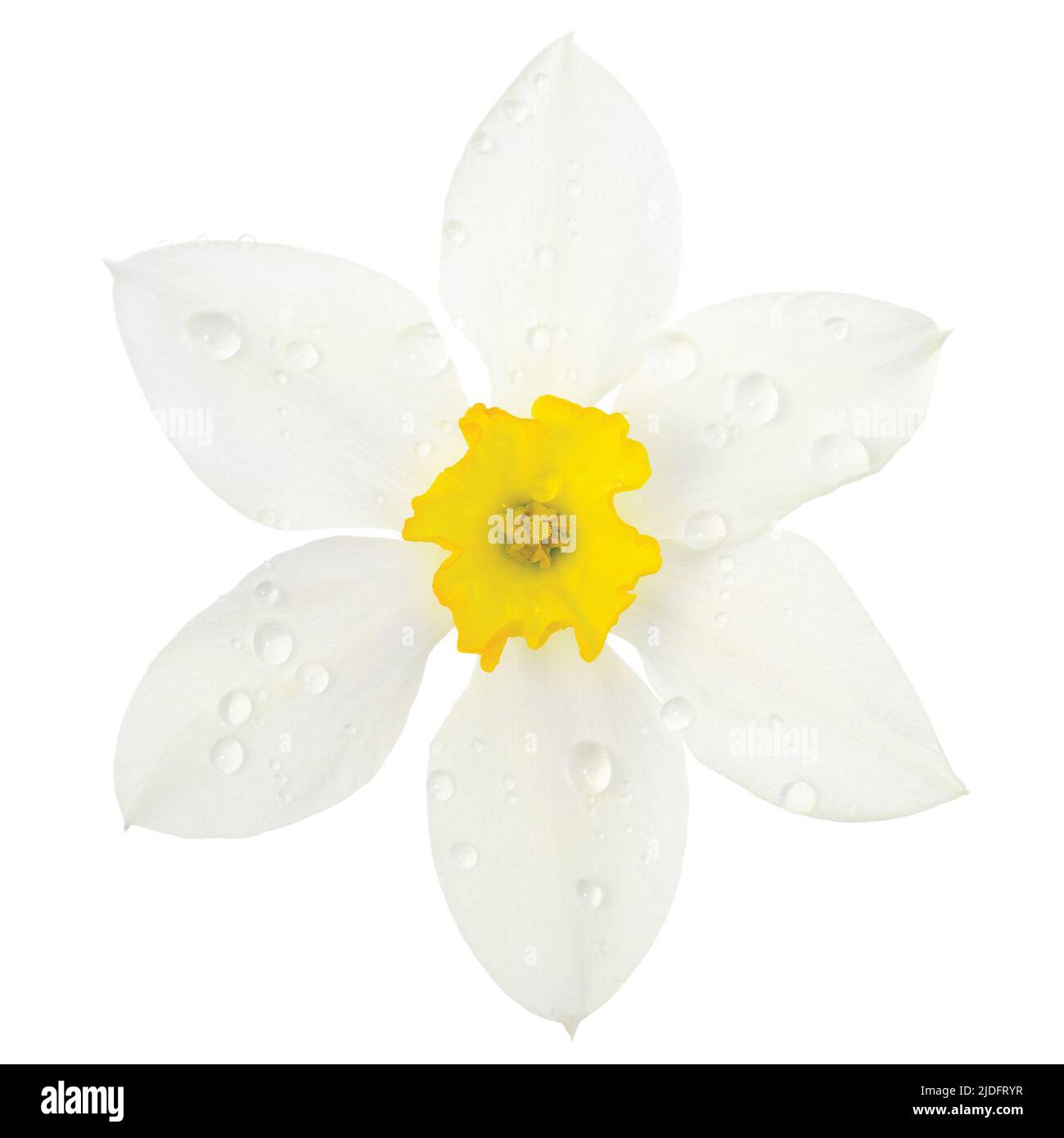 White daffodil narcissus L. blooming flower head, isolated flat lay, rain water droplets, yellow amaryllis jonquil stamen dew drops, detailed macro Stock Photo
