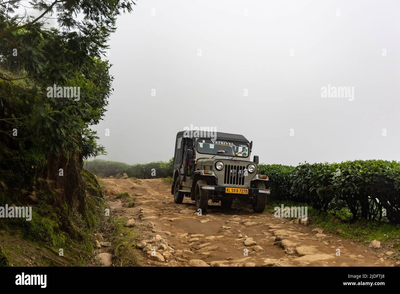 Jeep safari on a narrow off-road trail through world’s highest elevation tea plantation at Kolukkumalai, Munnar, Kerala, India Stock Photo