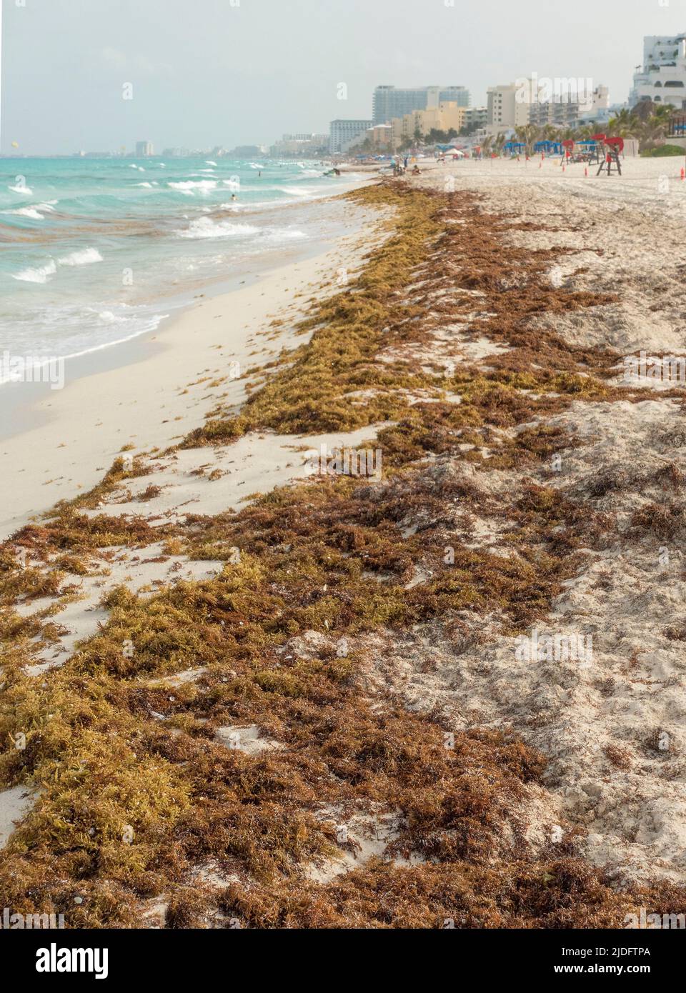 Sargassum On The Sea And On Beach At Cancun Mexico Stock Photo Alamy sargassum-on-the-sea-and-on-beach-at-cancun-mexico-stock-photo-alamy