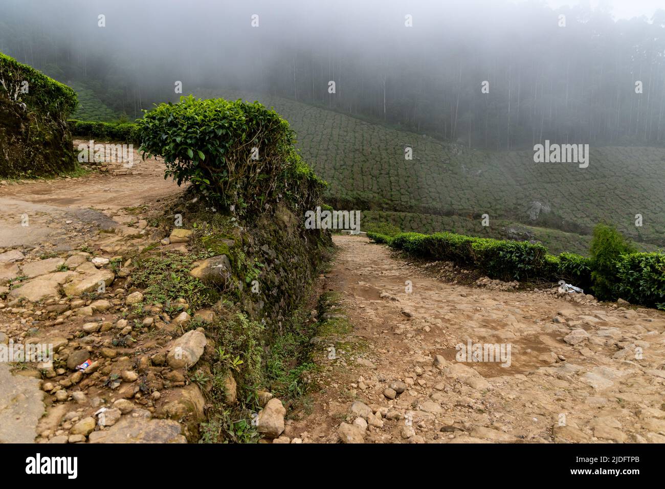 View of the narrow off-road jeep safari trail through world’s highest elevation tea plantation at Kolukkumalai, Munnar, Kerala, India Stock Photo