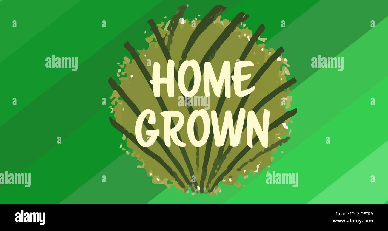 Image of home grown text on green leaf logo, over diagonal green stripes Stock Photo