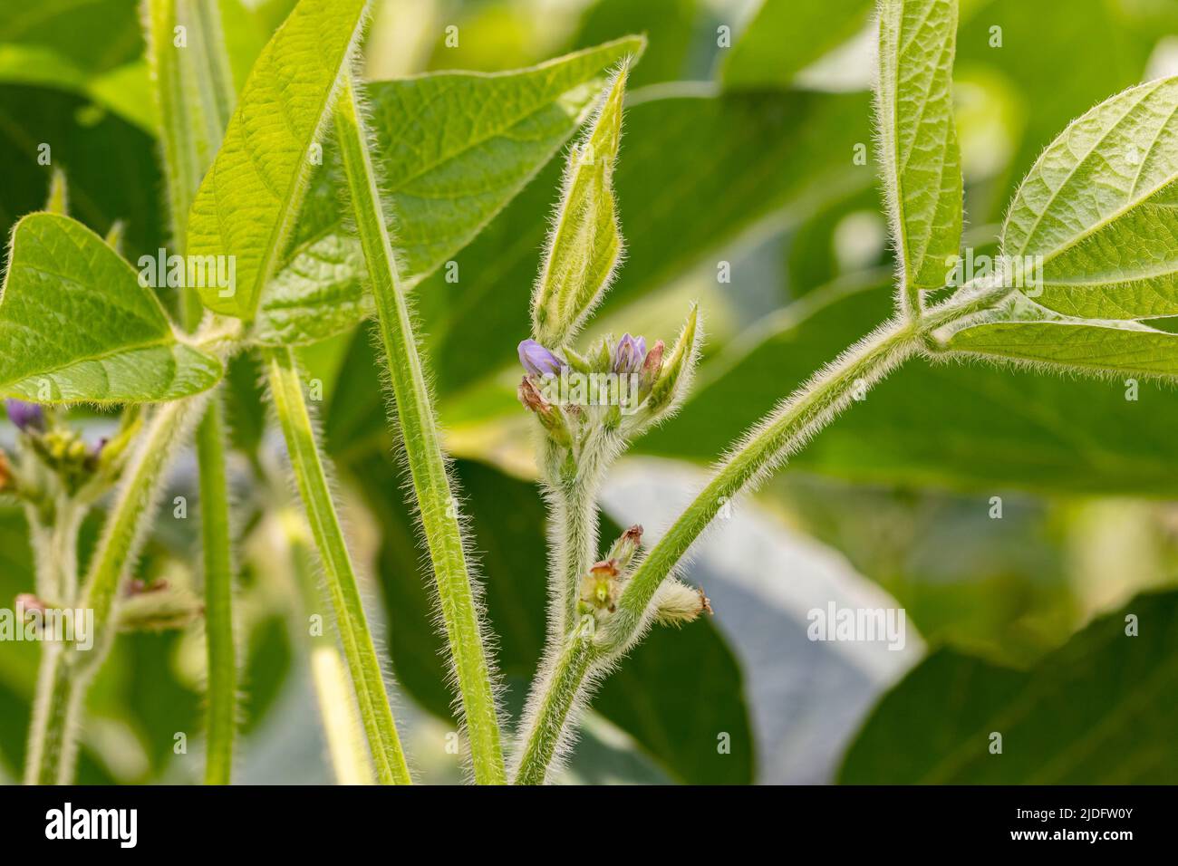Soybean plant flower and pod. Pollination, plant health and farming concept. Stock Photo
