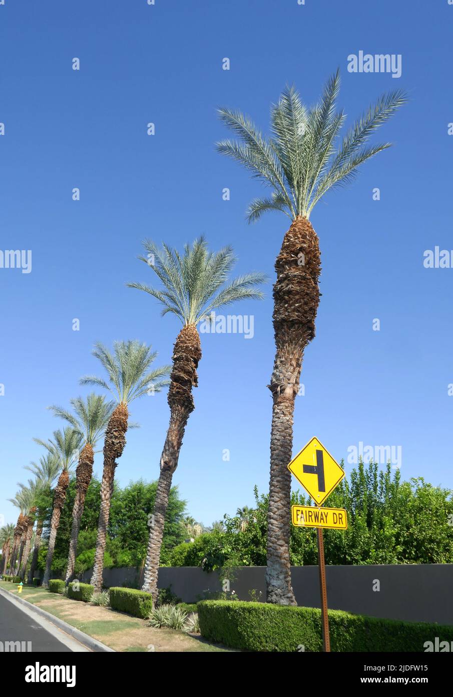 Palm Springs Fake Id