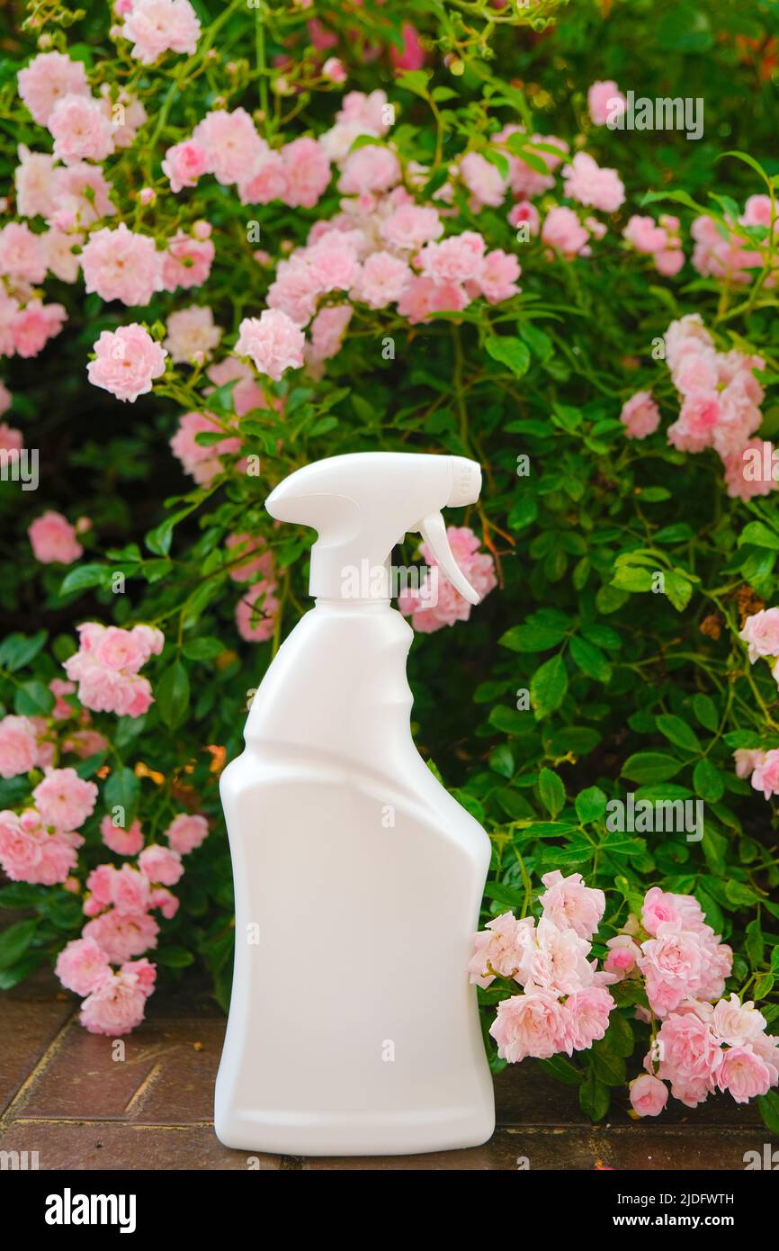 Growing and caring for roses.white bottle in pink roses in a summer