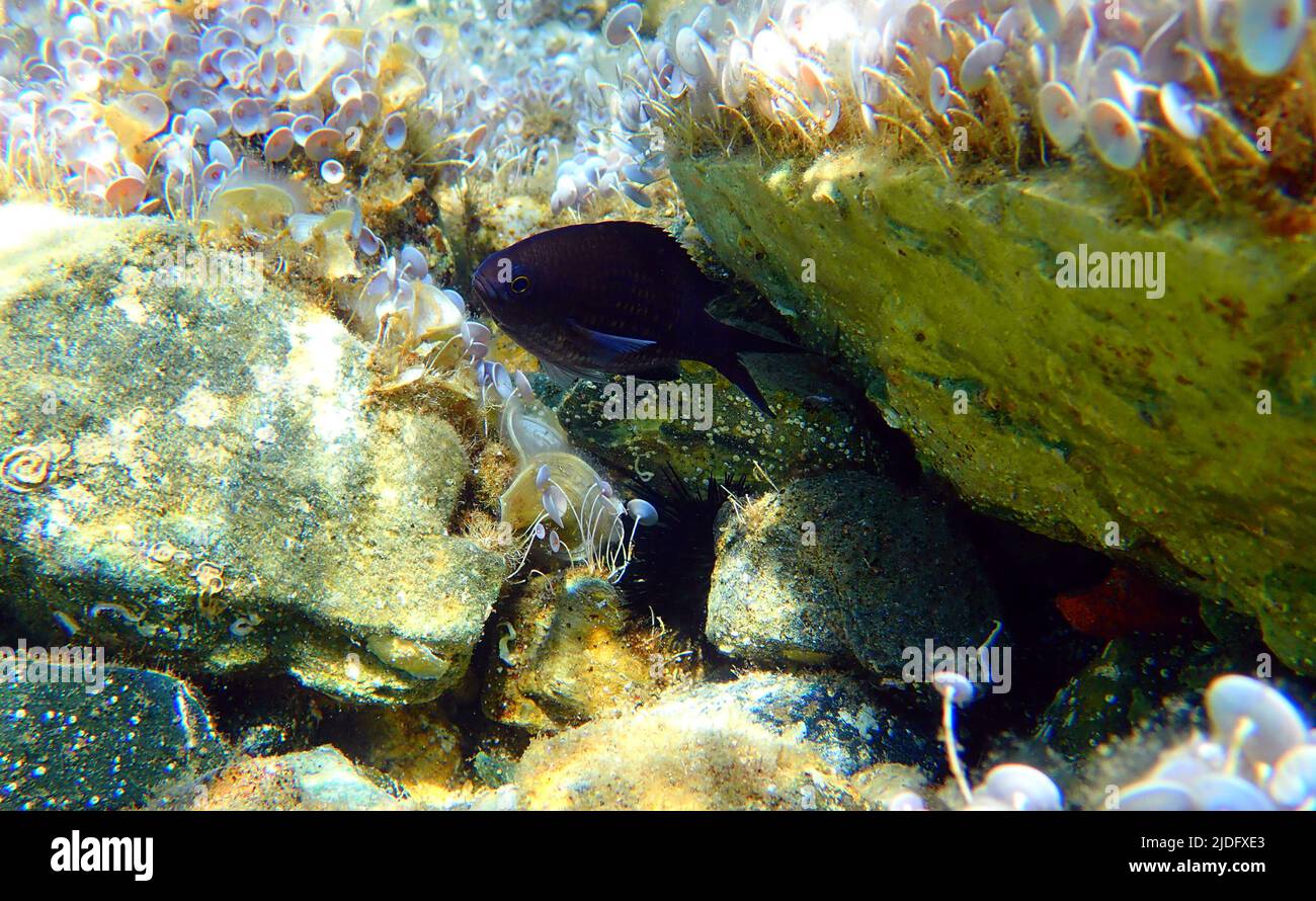 Mediterranean chromis, damselfish - Chromis chromis Stock Photo