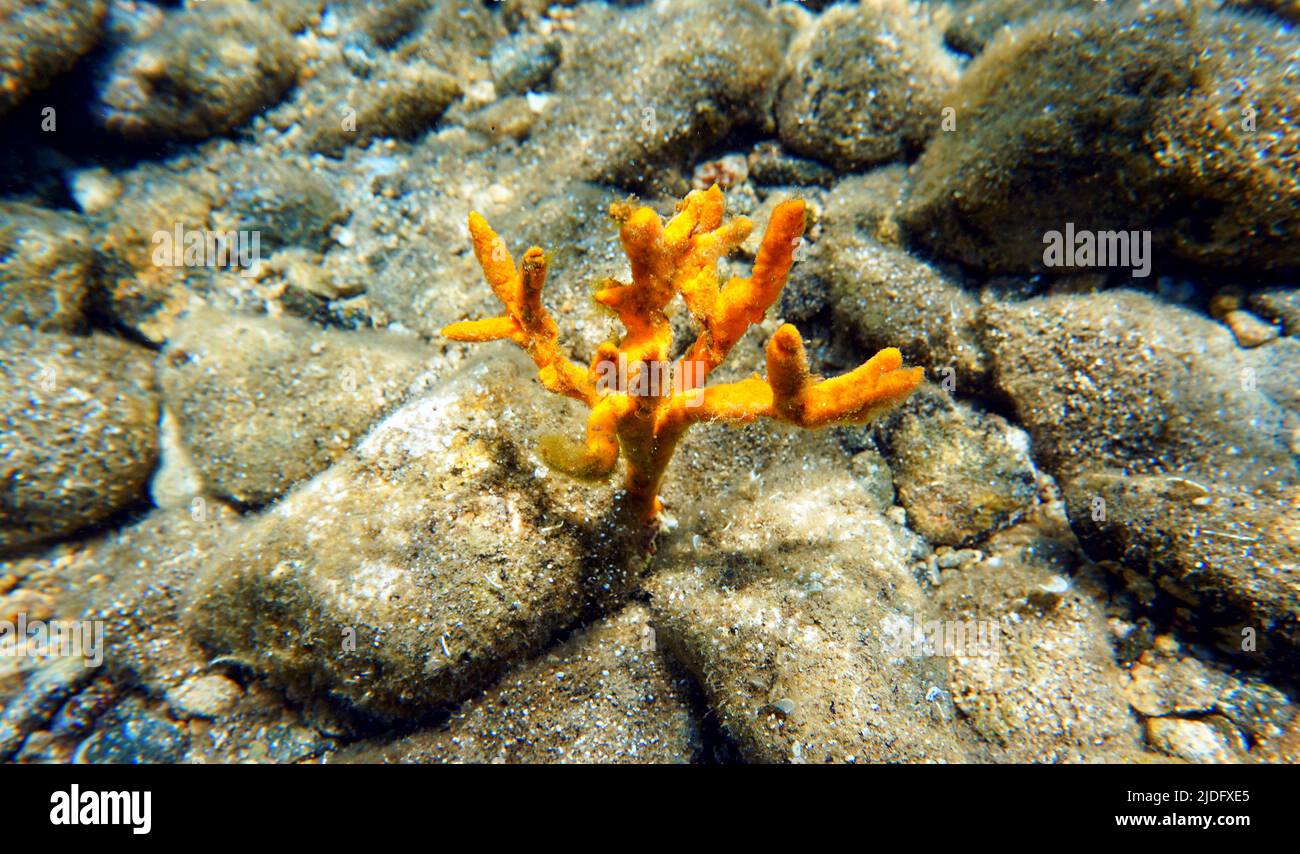 Yellow antlers sponge (Axinella polypoides) in Mediterranean Sea Stock Photo