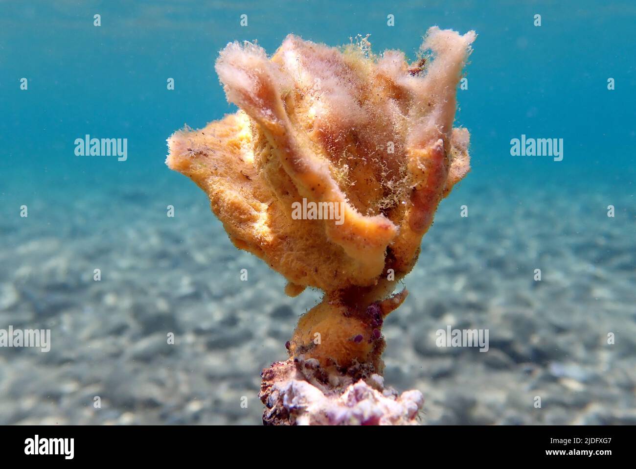 Yellow sea sponge underwater in the Mediterranean sea Stock Photo