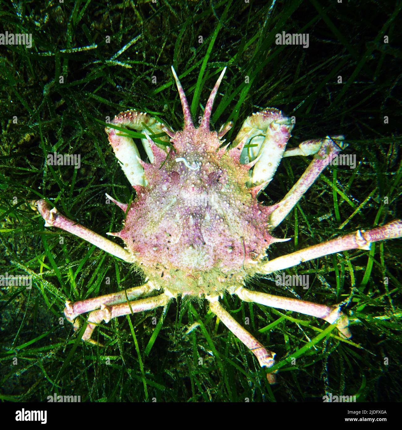 European Spiny spider crab -  (Maja squinado) Stock Photo