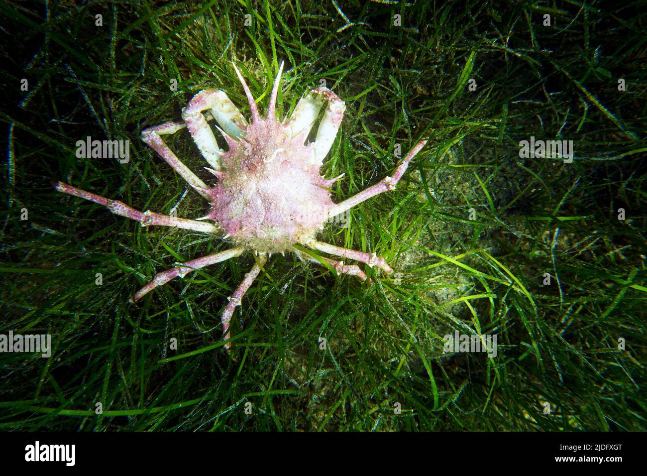 European Spiny spider crab -  (Maja squinado) Stock Photo
