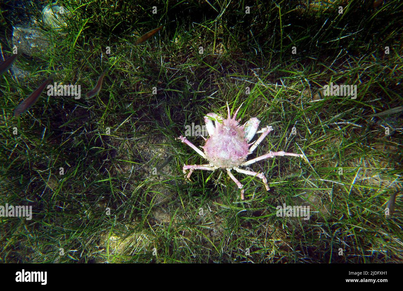 European Spiny spider crab (Maja squinado Stock Photo Alamy