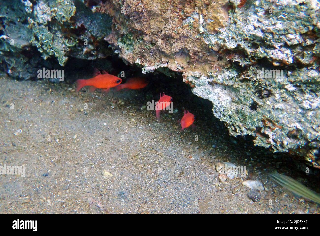 Red Mediterranean cardinal fish -  (Apogon imberbis) Stock Photo