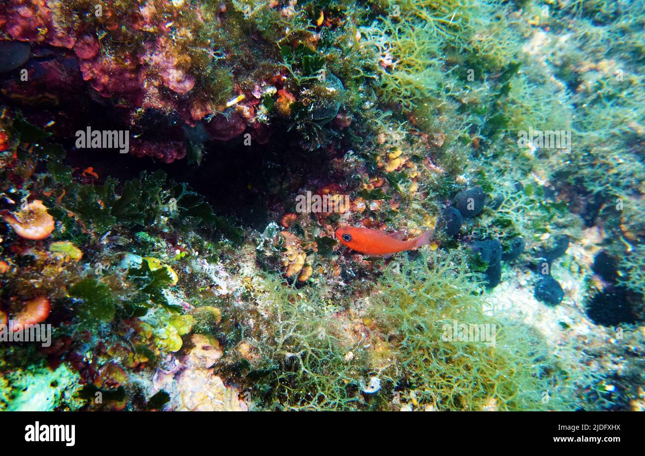 Red Mediterranean cardinal fish -  (Apogon imberbis) Stock Photo