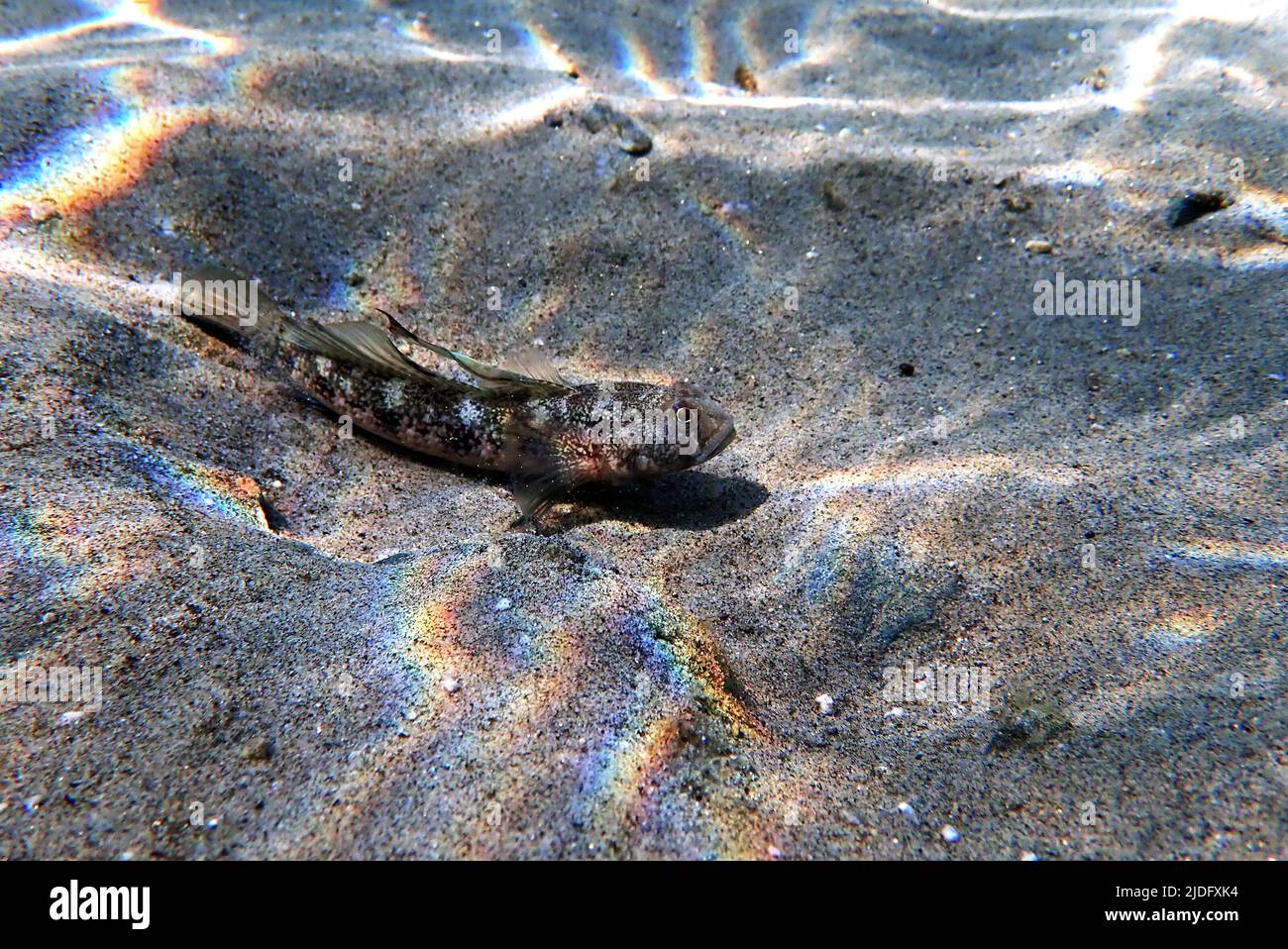 The black Mediterranean goby fish - (Gobius niger Stock Photo - Alamy