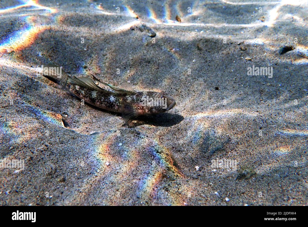 The black Mediterranean goby fish - (Gobius niger) Stock Photo