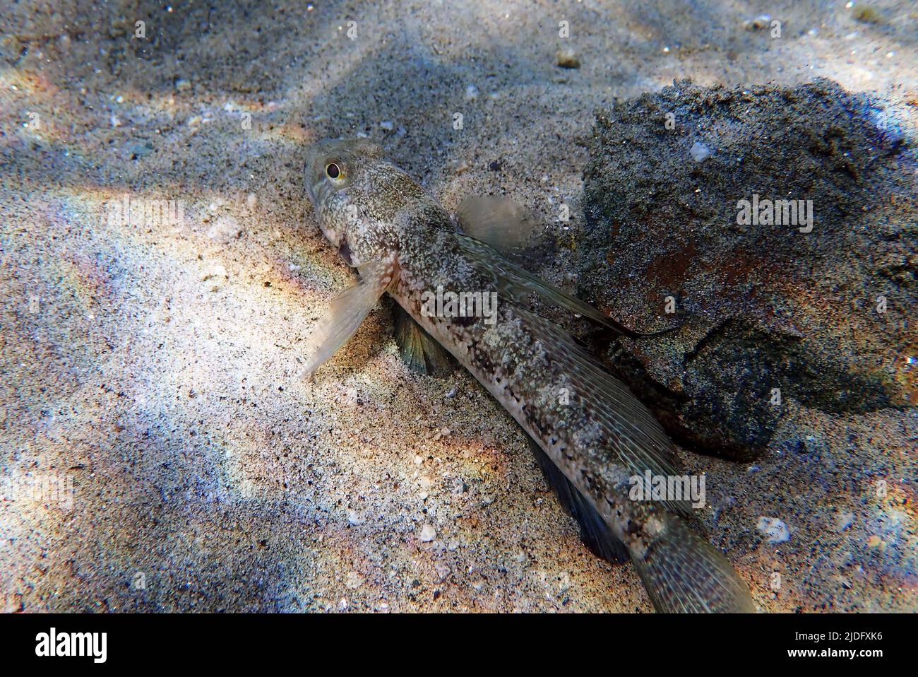 The black Mediterranean goby fish - (Gobius niger) Stock Photo