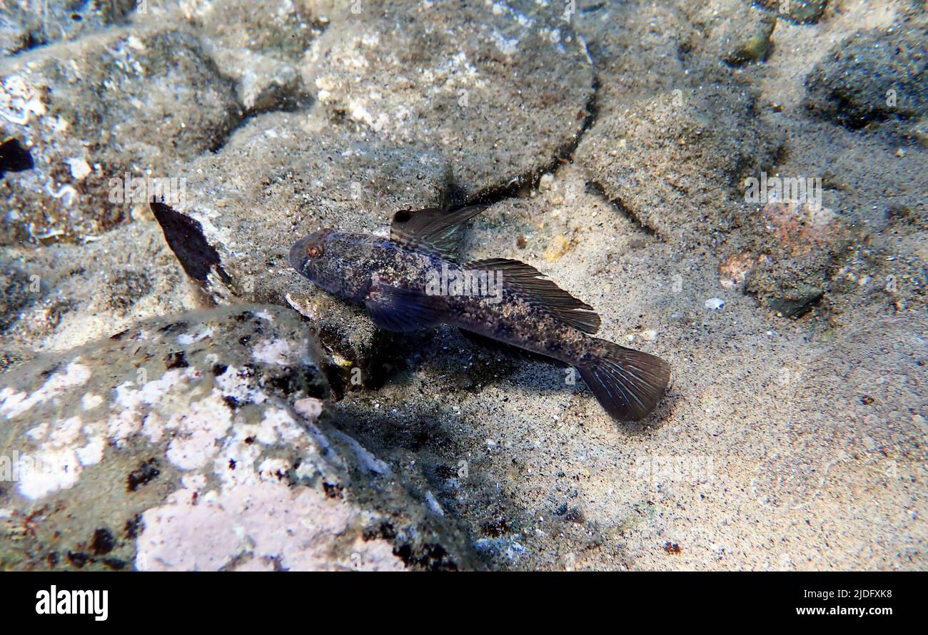 The black Mediterranean goby fish - (Gobius niger) Stock Photo