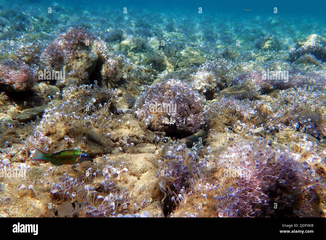 Acetabularia mediterranea - The Mediterranean sea algae Stock Photo