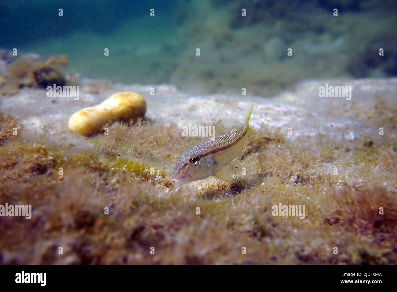 Mullus barbatus mullus barbatus hi-res stock photography and images - Alamy