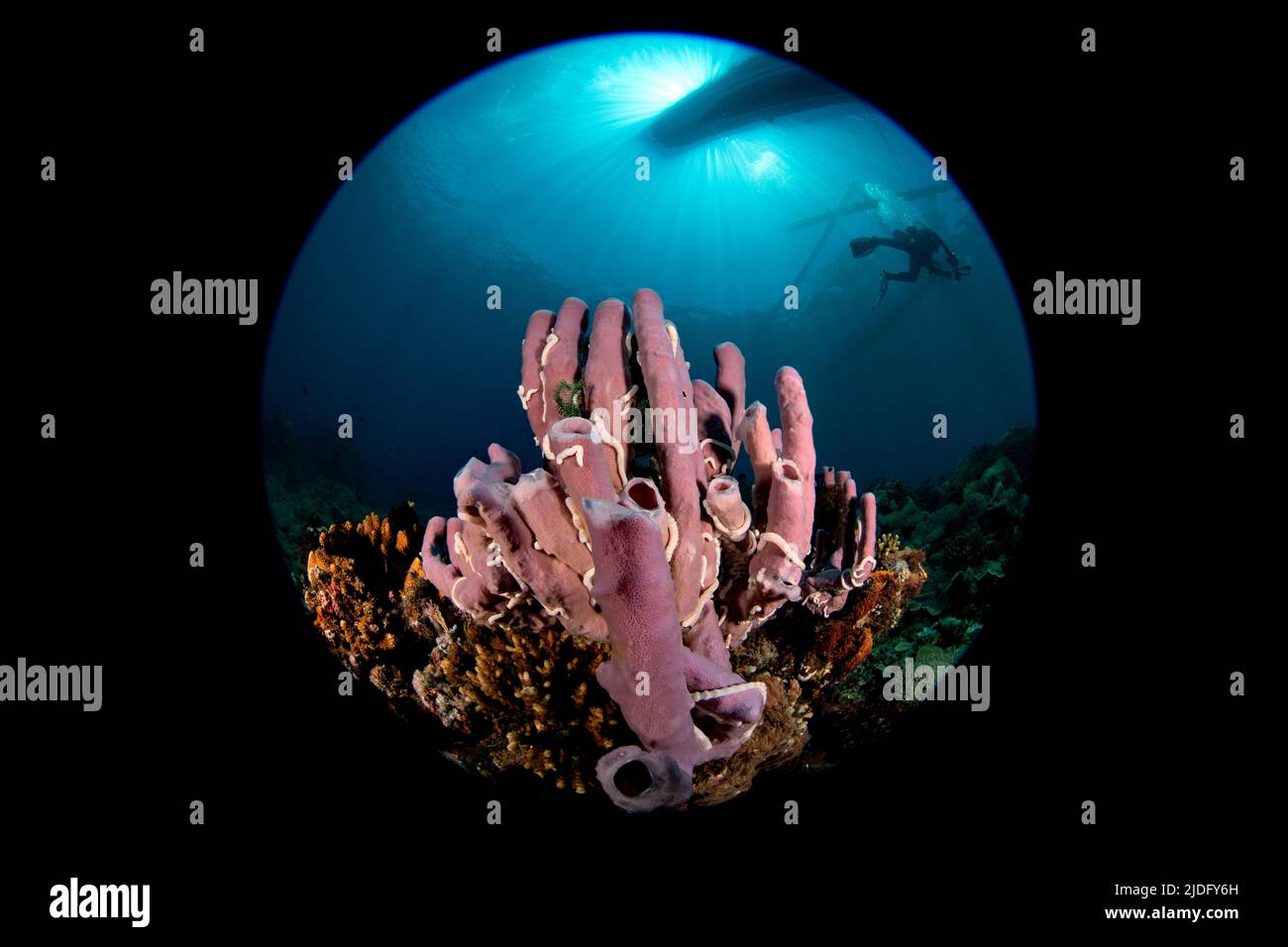 Sponge on Philippines reef Stock Photo