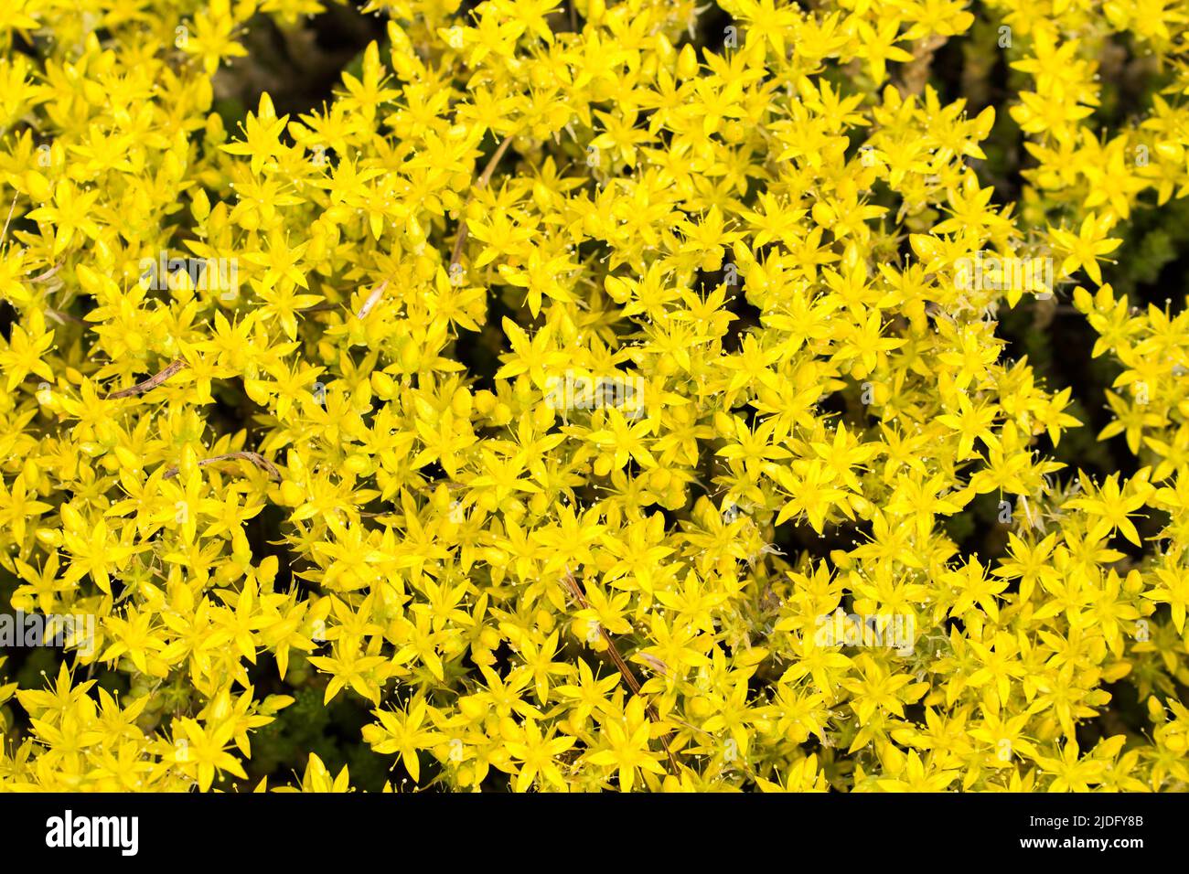 Sedum acre,  goldmoss stonecrop flowers closeup selective focus Stock Photo