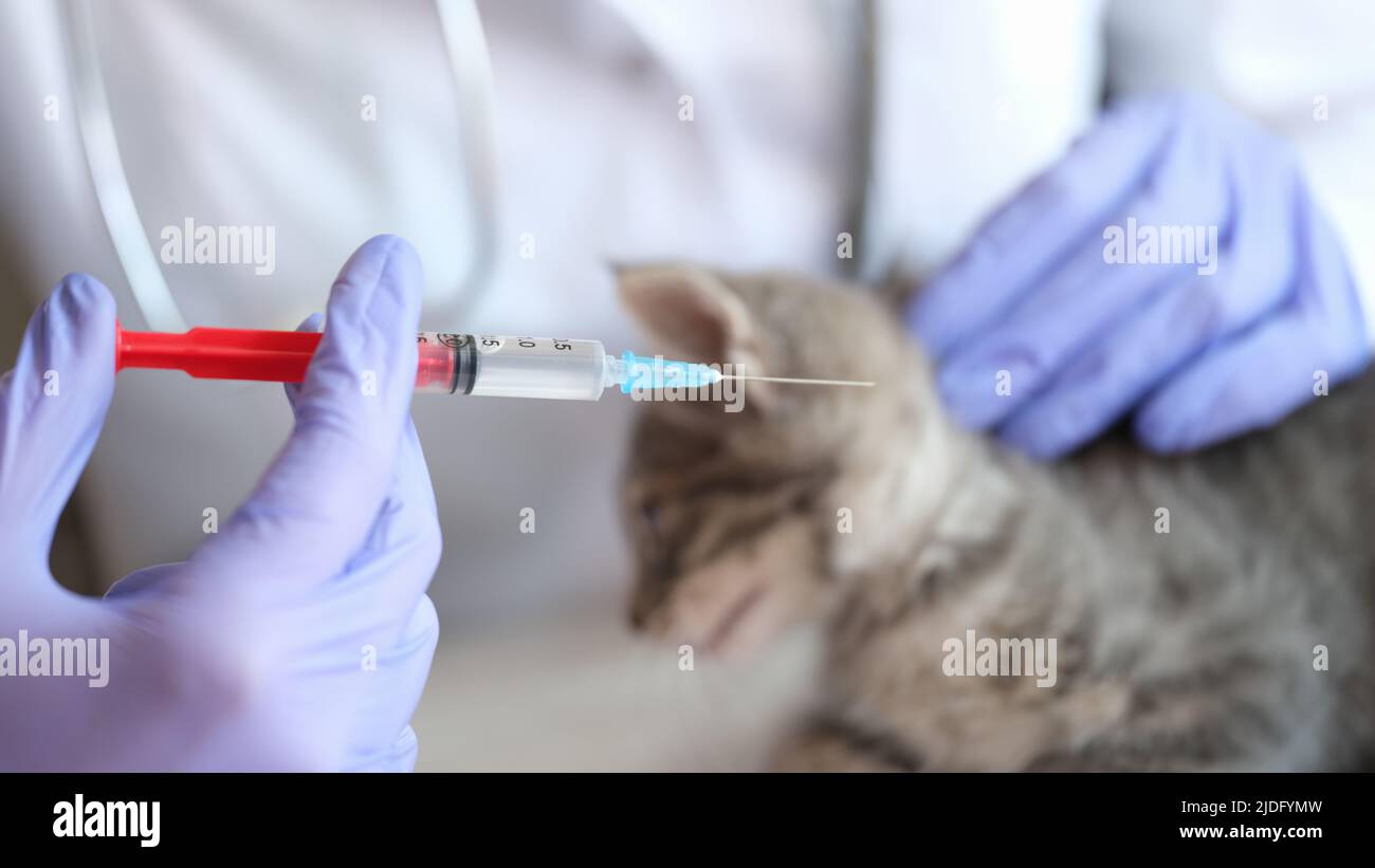 Closeup of woman veterinarian making injection to little gray kitten