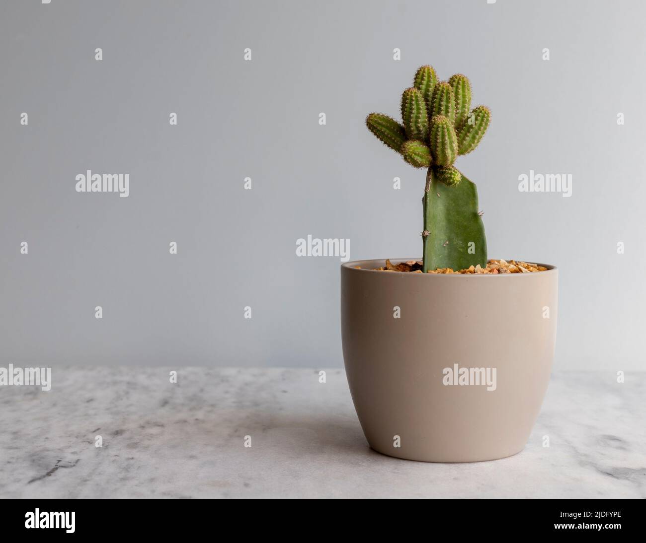 Peanut cactus grafted on a rootstock Stock Photo