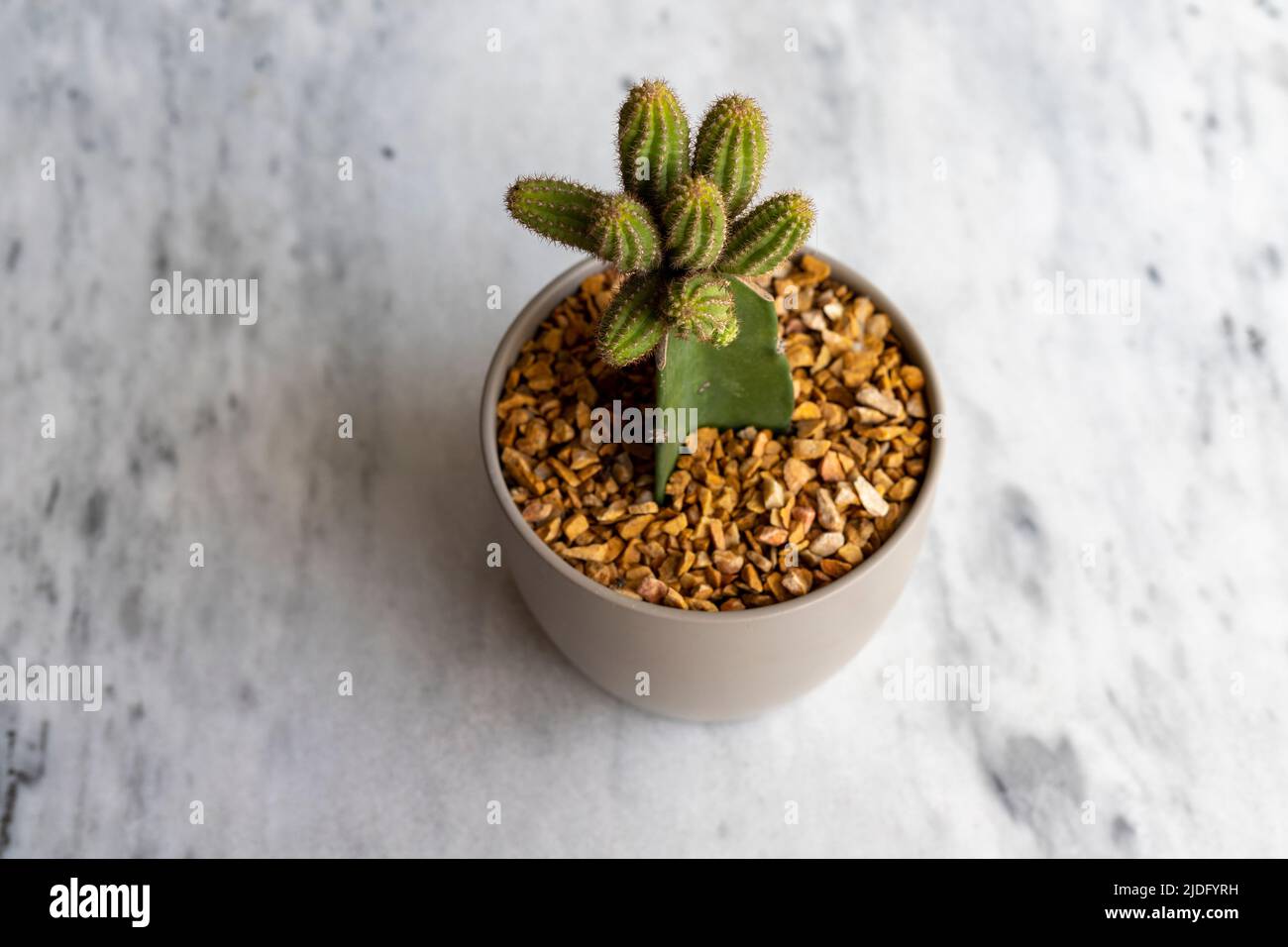 Peanut cactus grafted in a ceramic pot high angle view Stock Photo