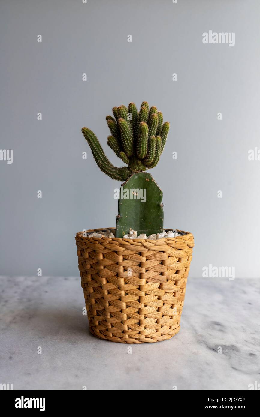grafted cactus planted in a beautiful brown basket Stock Photo