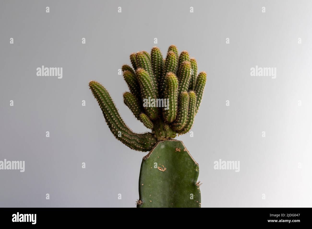 grafted cactus head closeup view Stock Photo