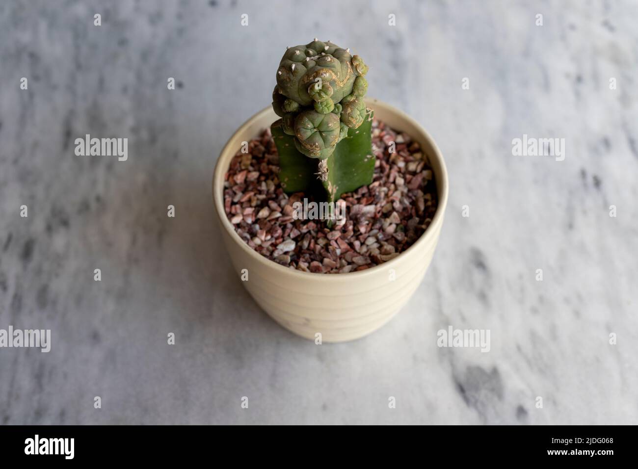 Garfted mammillaria cactus high angle view Stock Photo