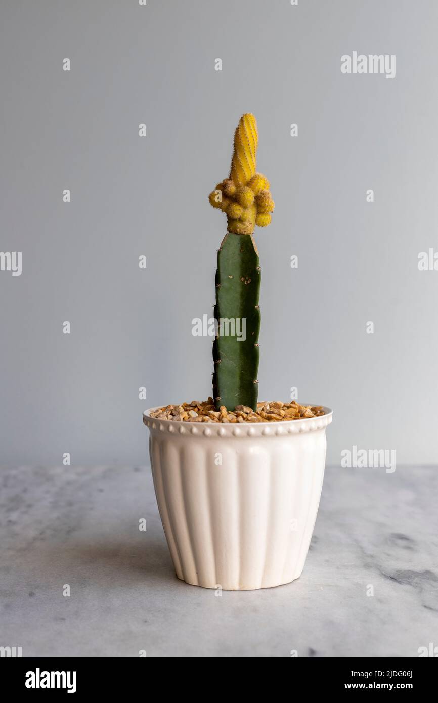 Yellow peanut cactus grafted on a cactus rootstock Stock Photo