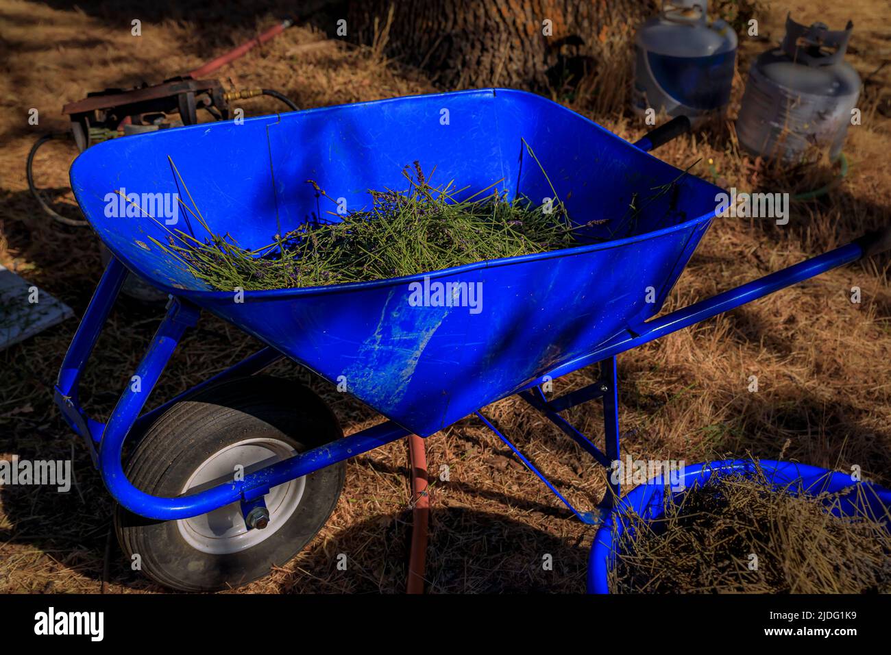 Cart full of freshly cropped blooming lavender on a farm in Vacaville Northern California, near San Francisco Stock Photo