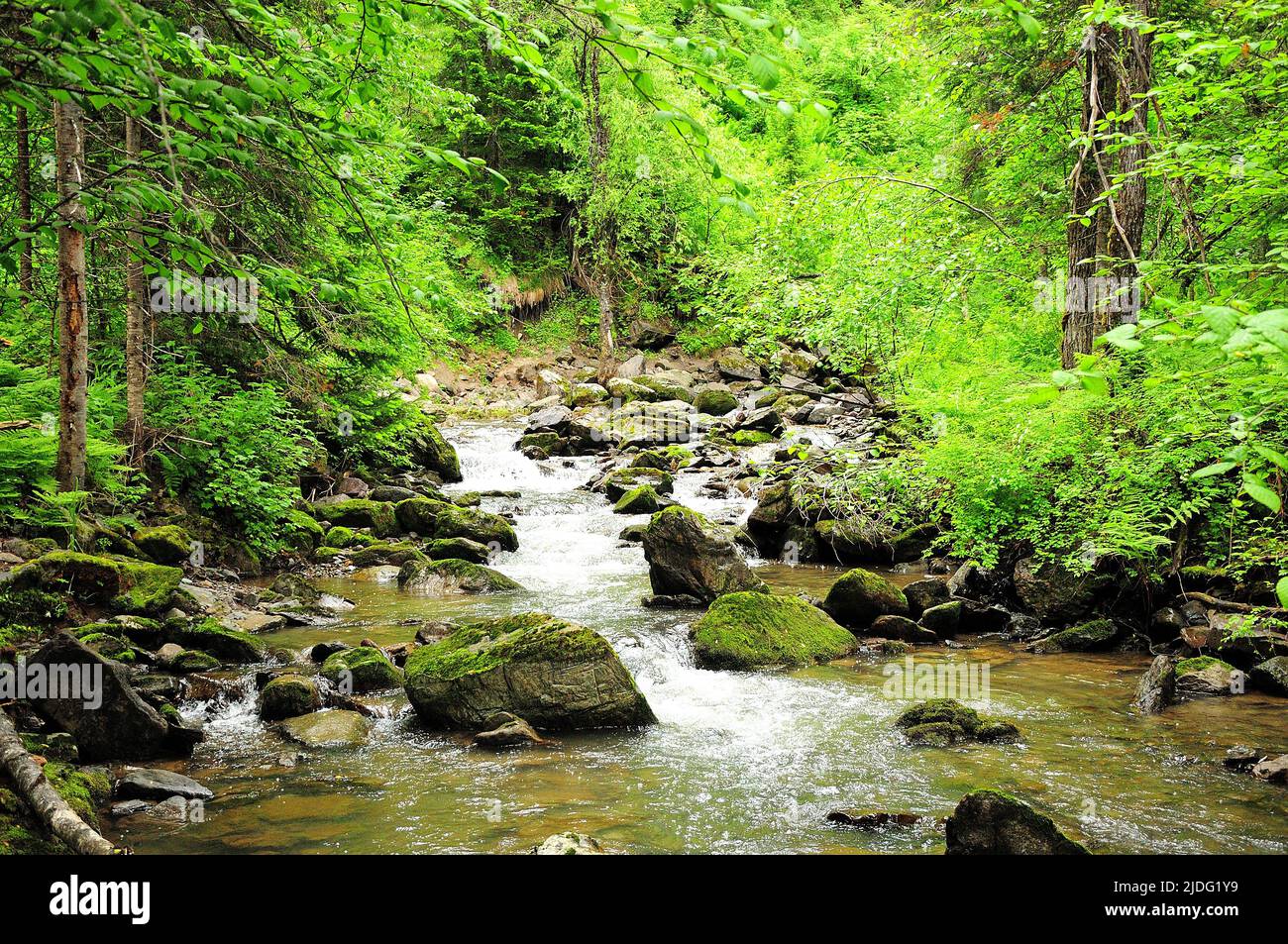 The stormy stream of a small river flowing through the forest skirting ...