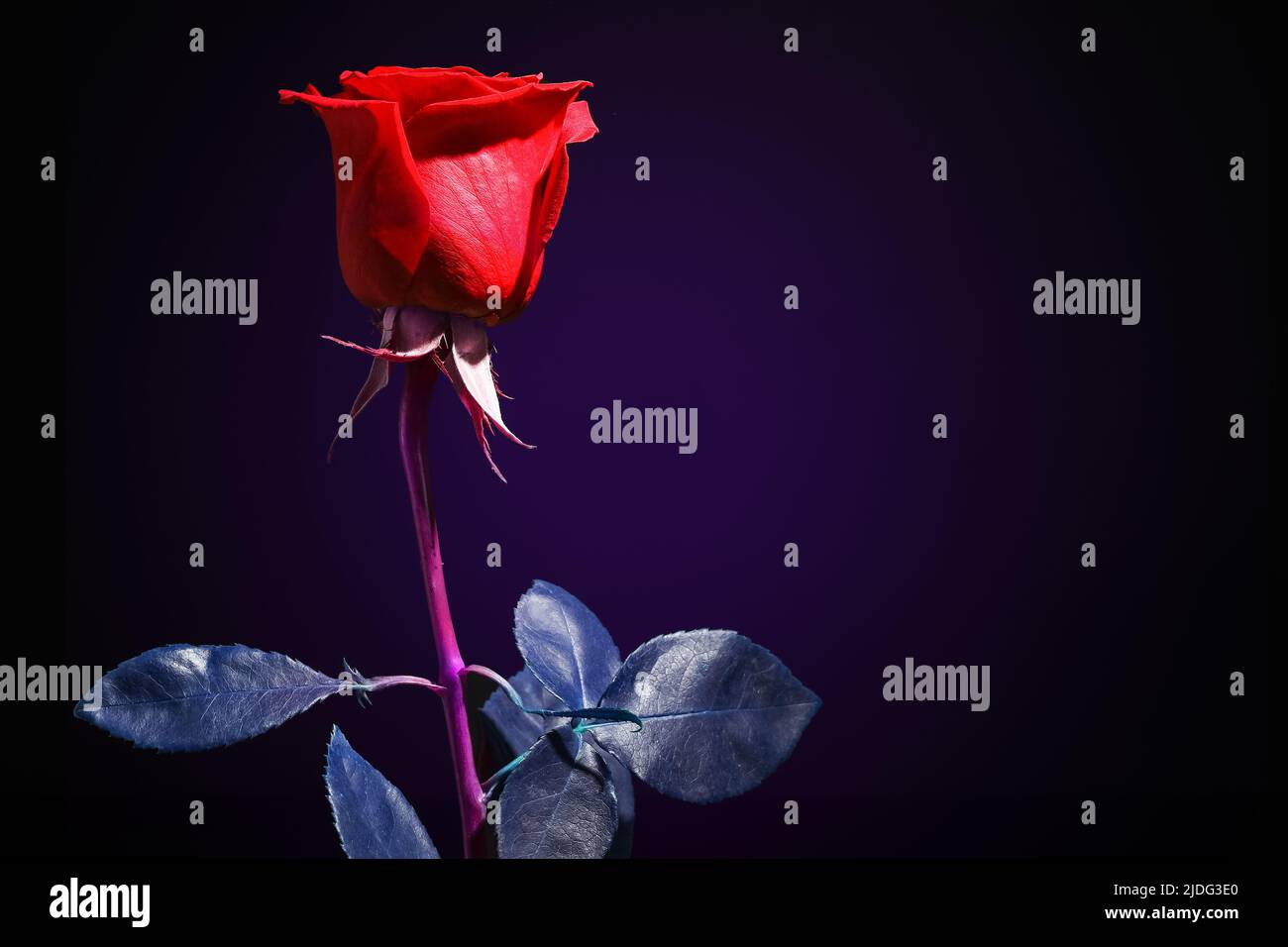 Beautiful red rose on black background Stock Photo Alamy