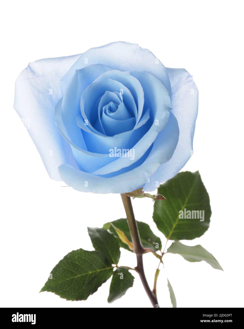 Beautiful blue rose on white background Stock Photo - Alamy