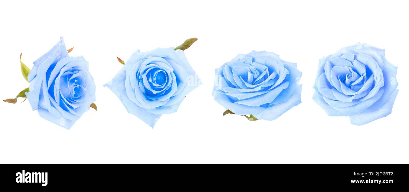 Set of beautiful blue roses on white background Stock Photo - Alamy