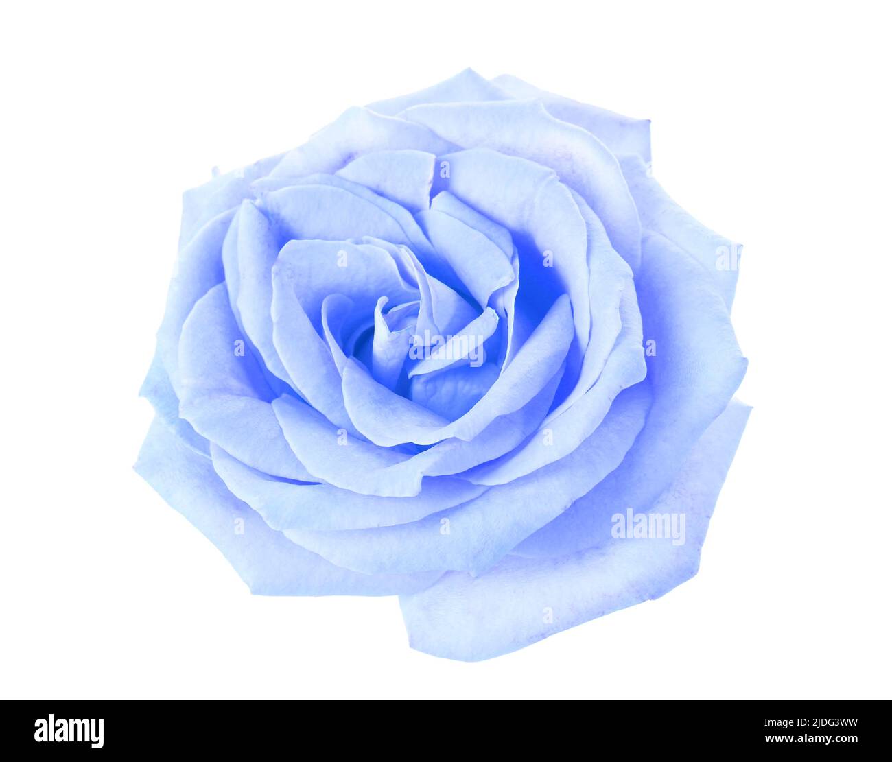 Beautiful blue rose on white background Stock Photo - Alamy