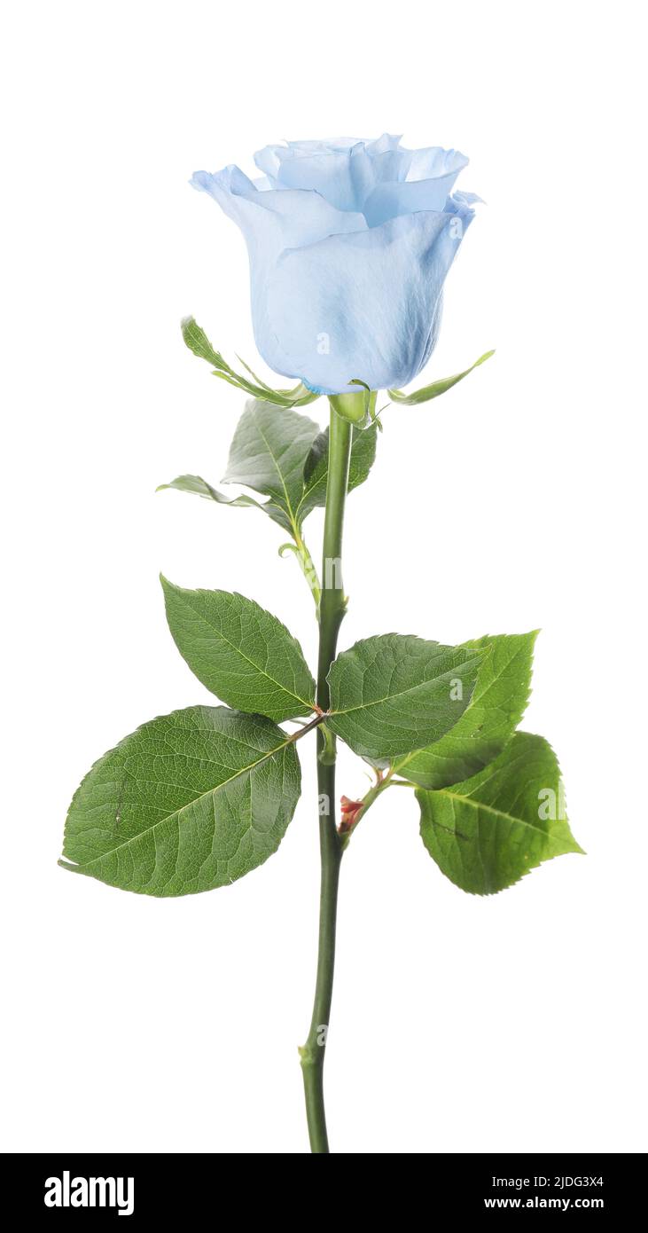 Beautiful blue rose on white background Stock Photo - Alamy