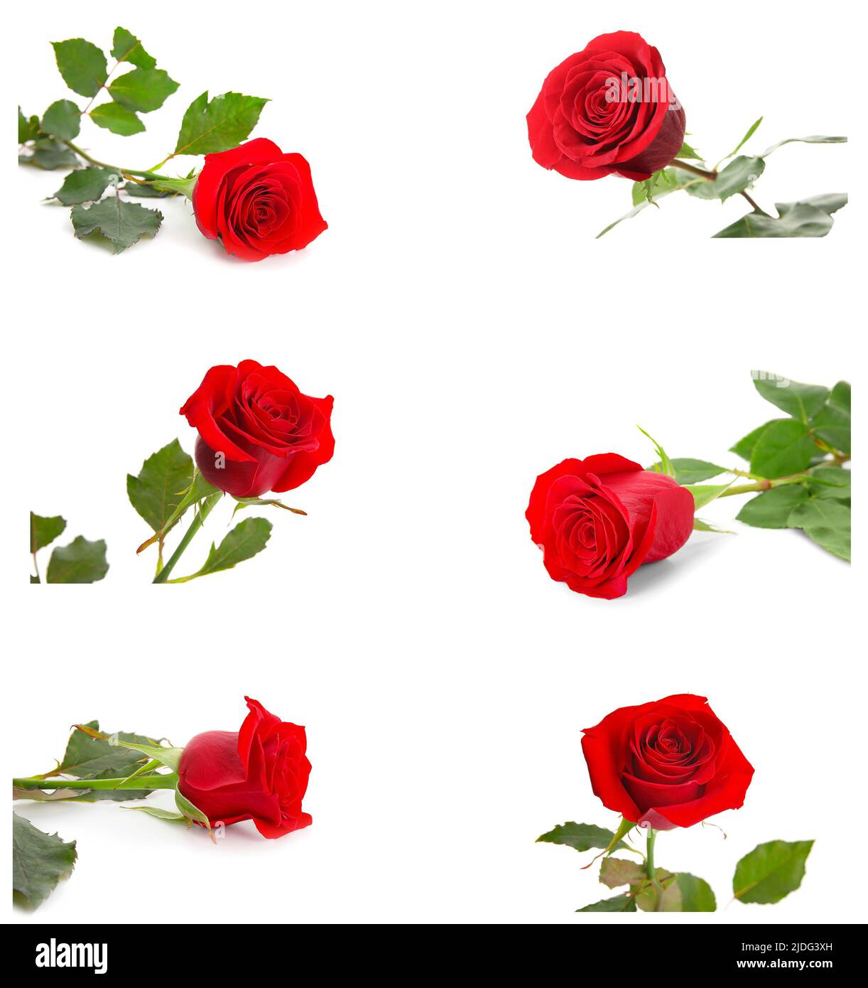 Set of red roses isolated on white Stock Photo - Alamy