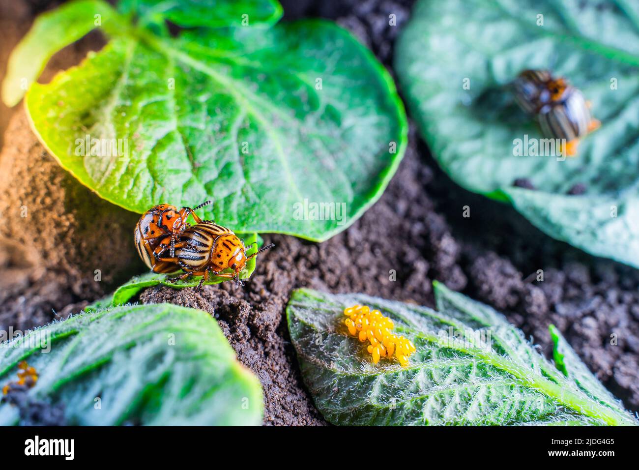 Mating Colorado potato beetles on a potato leaf. Oviposition of potato