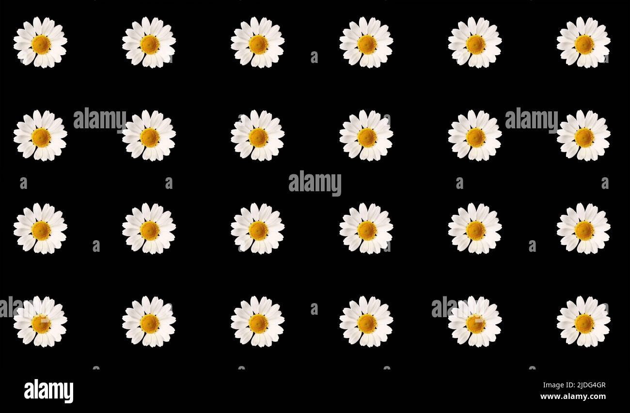 Many chamomile flowers on black background. Pattern for design Stock ...