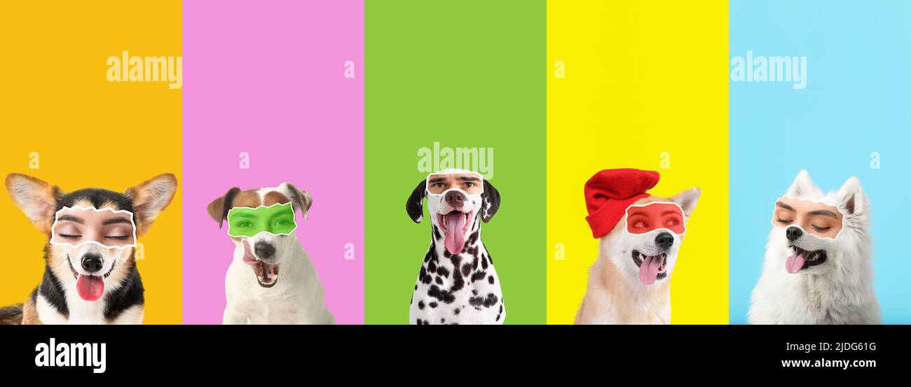 Set Of Cute Dogs With Human Eyes On Colorful Background Stock Photo Alamy Set of cute dogs with human eyes on colorful background stock photo alamy