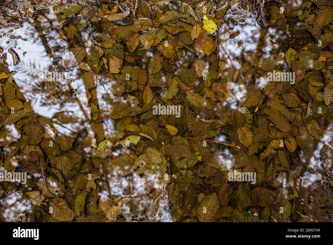 Red alder leaves in a puddle in November at the shorepine bog trail, Pacific Rim National Park. Stock Photo