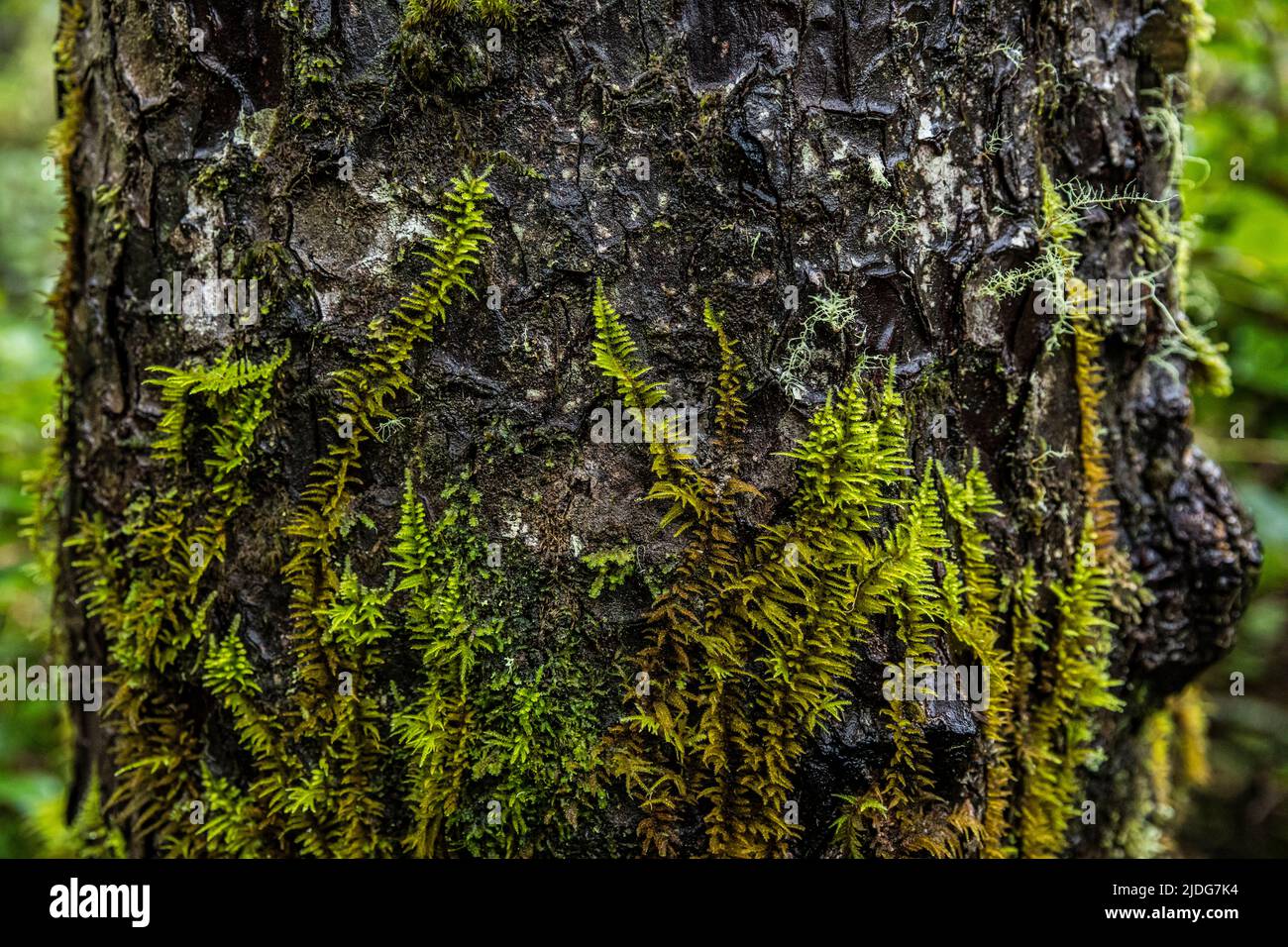 Moss growing up the trunk of a Sitka Spruce tree. Stock Photo