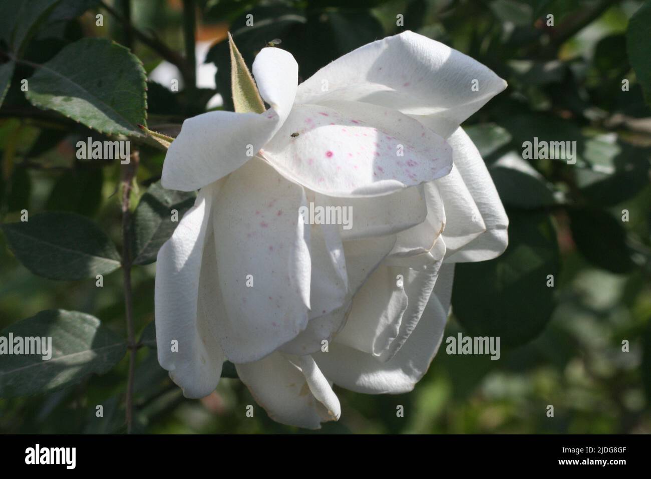 White spotted rose Stock Photo