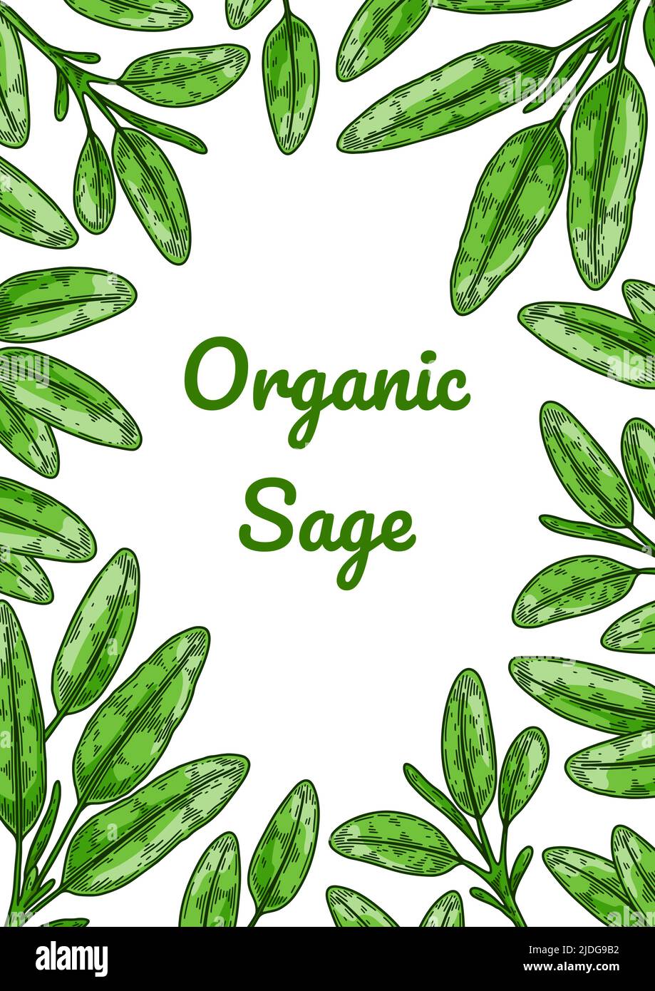 Colorful sage design with green leaves. Vector illustration in colored ...