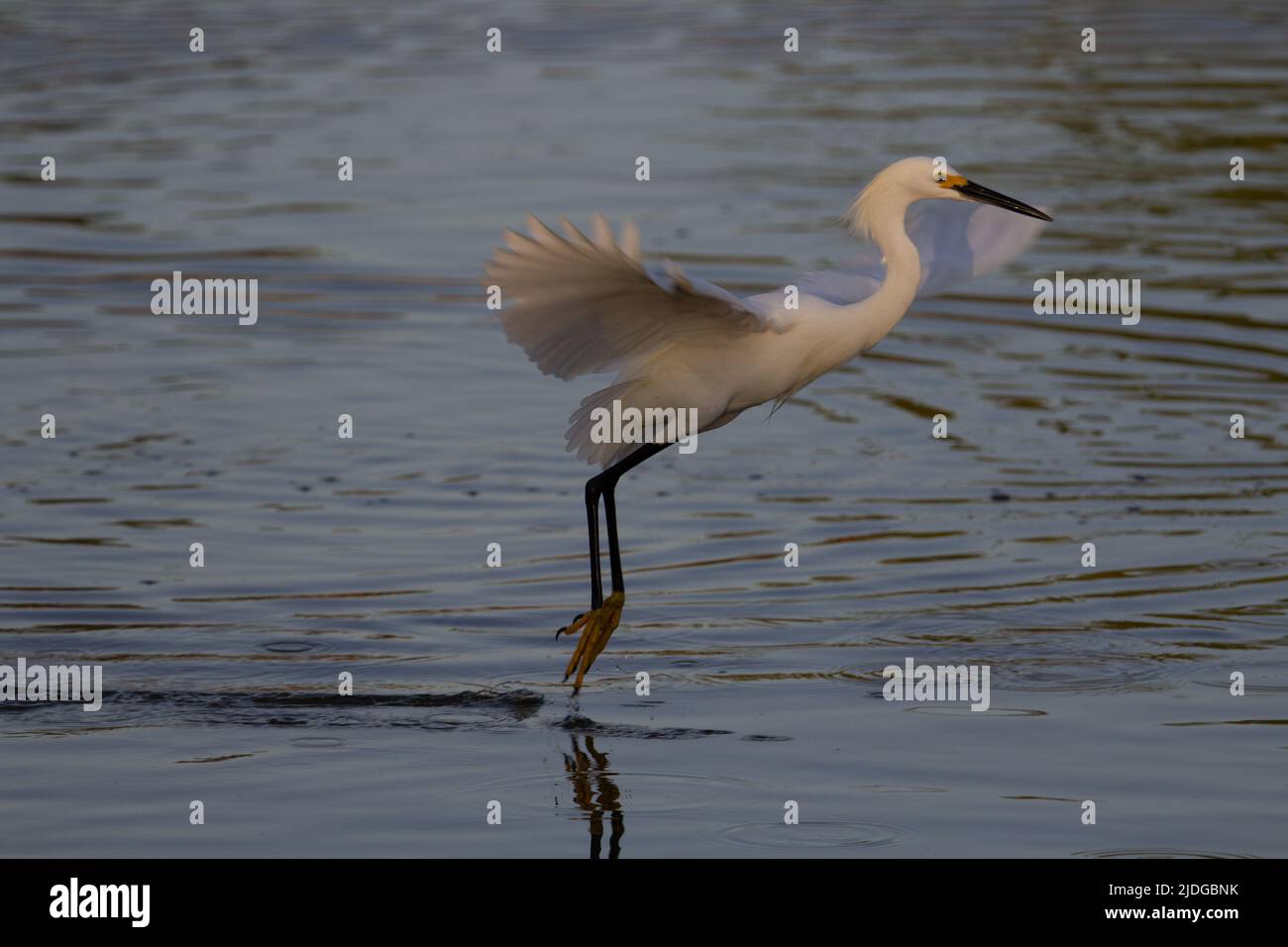 Snowy egret (Egretta thula) snowy egret fishing and dragging its feet ...