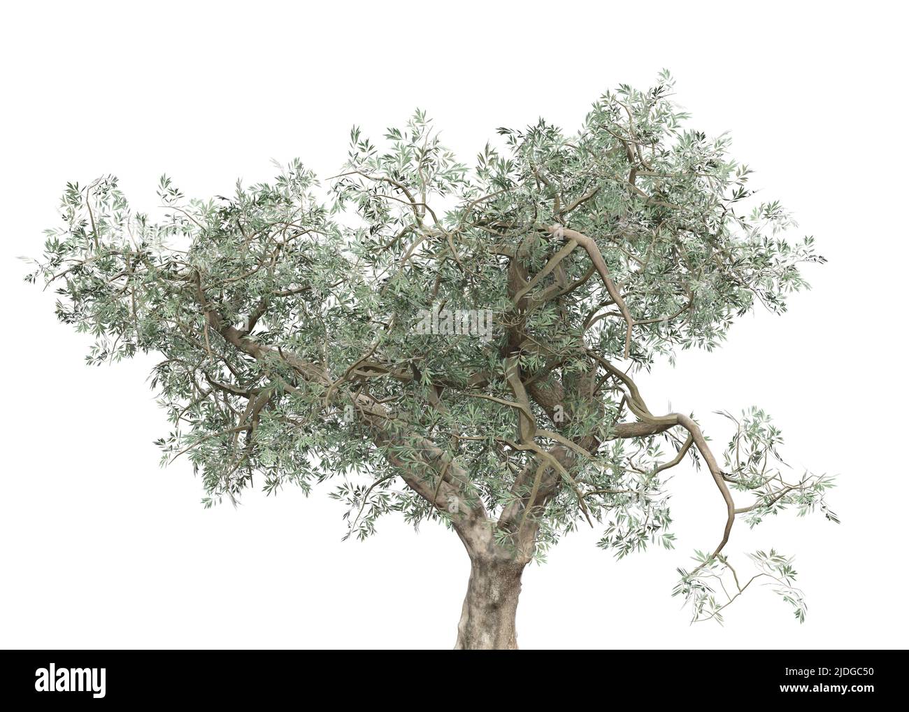 Detailed olive tree with green leaves isolated on white, 3D ...