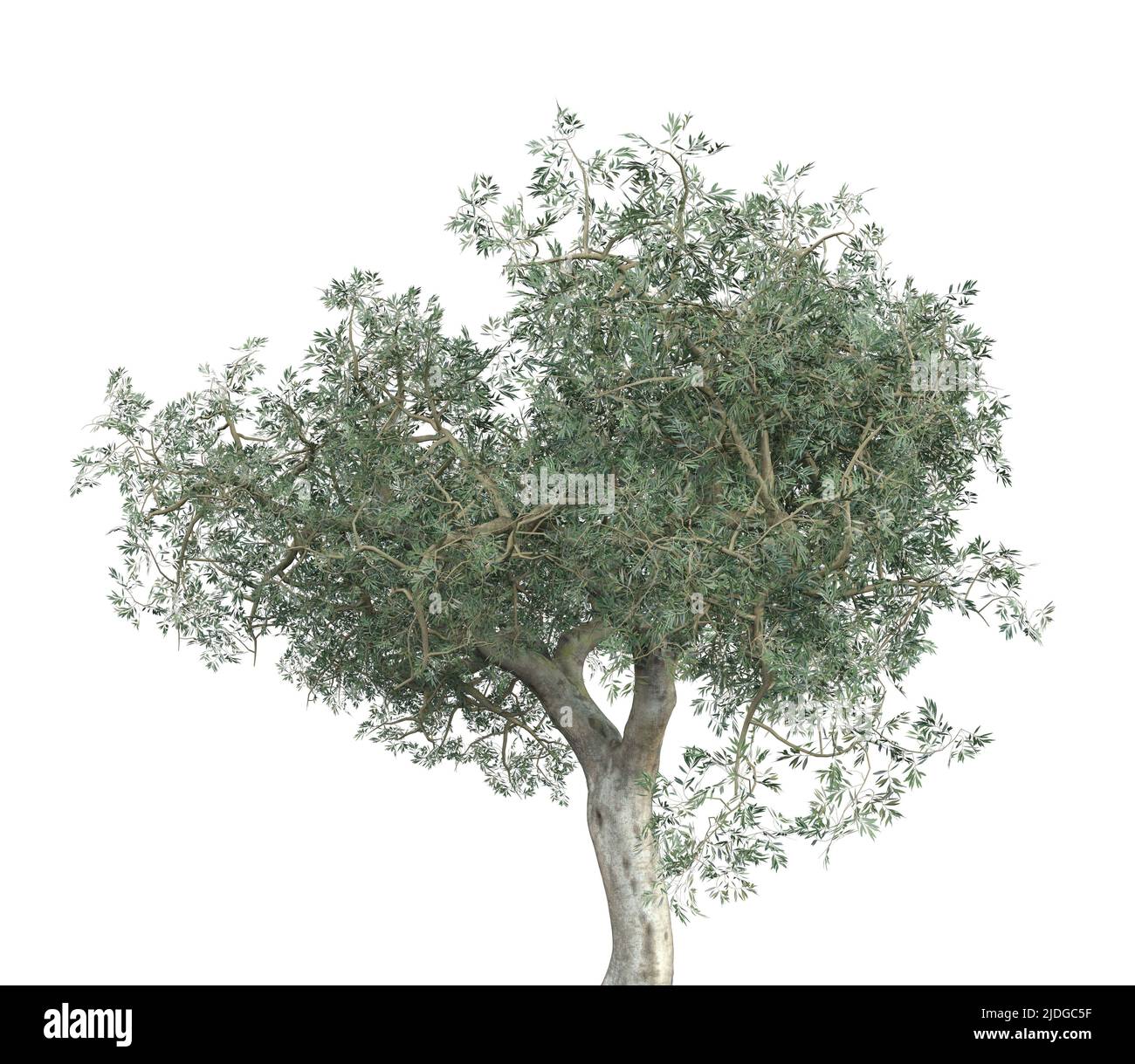 Detailed olive tree with green leaves isolated on white, 3D ...